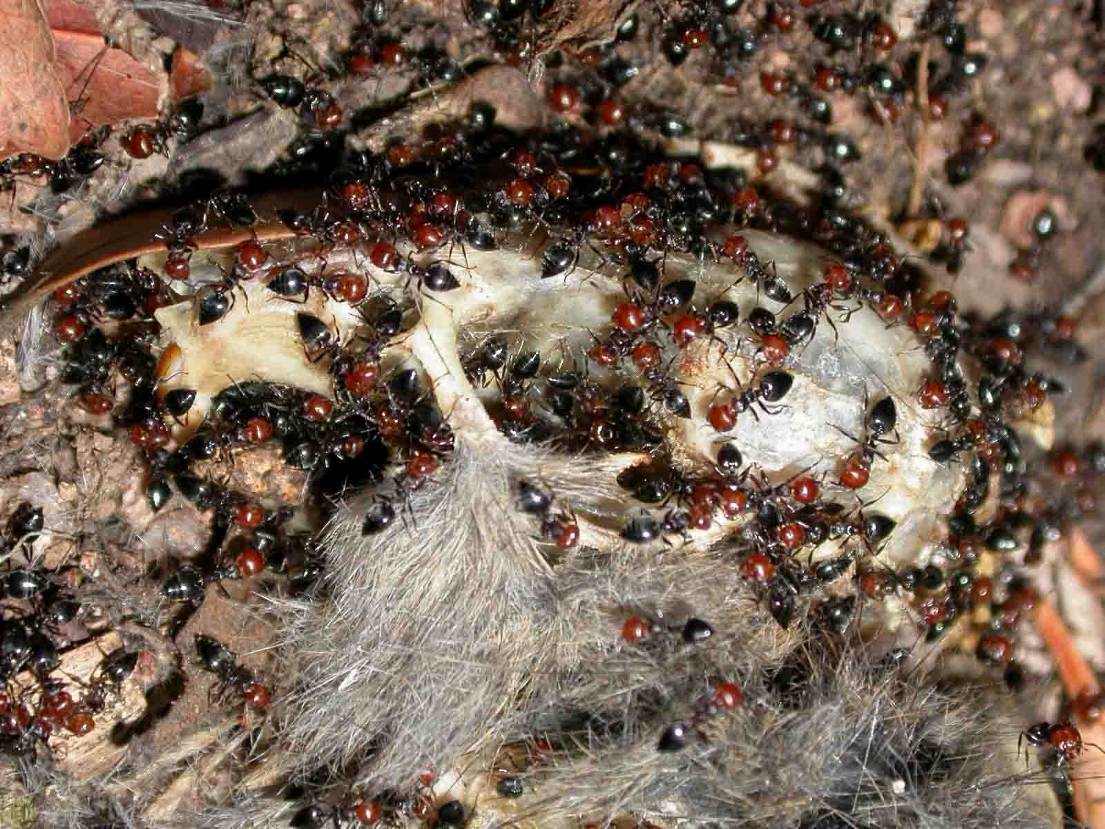 Crematogaster scutellaris